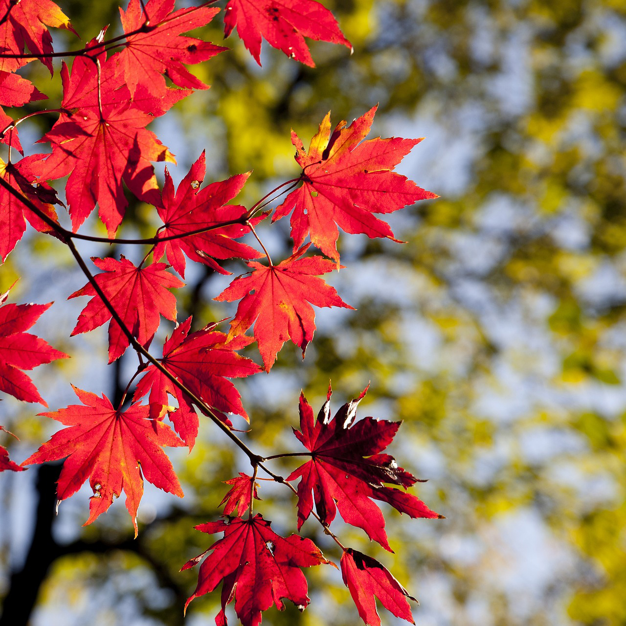De l'automne à l'hiver episode artwork