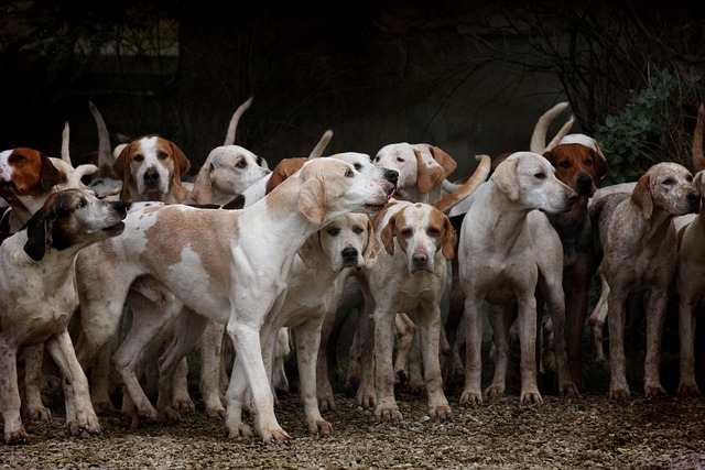 Les chiens - CM - Maëlle, Hugo et Cris - 2023/2024 episode artwork