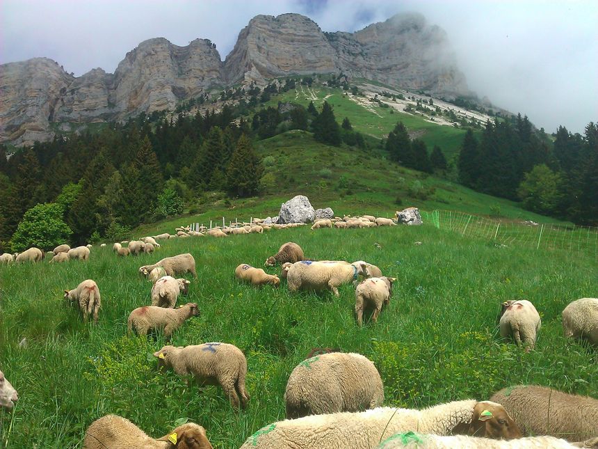 Ailleurs, au coin de la bergerie