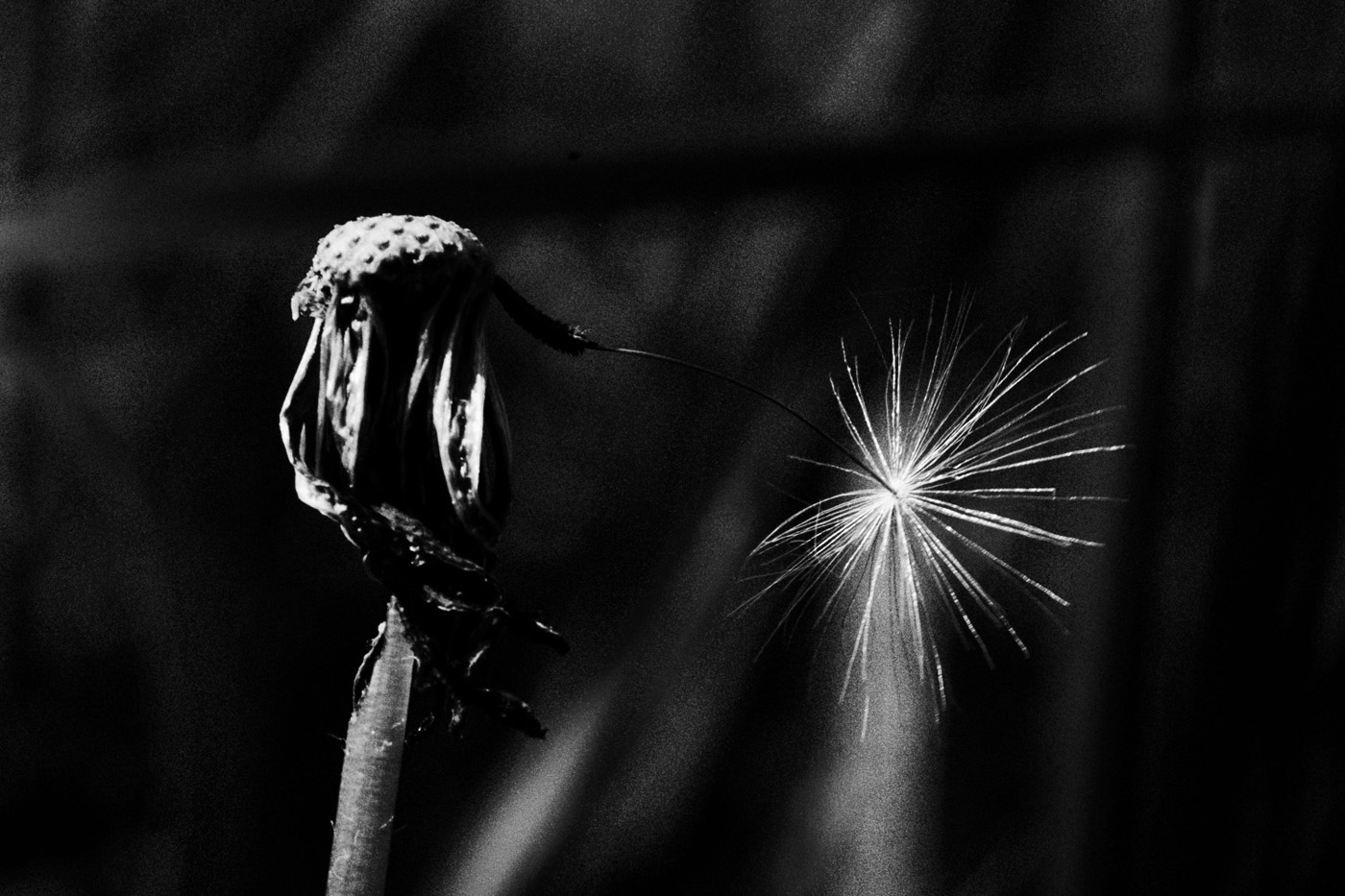 Par la Racine : Un témoignage d'Hélène : comment se saisir des questions autour de la mort ?