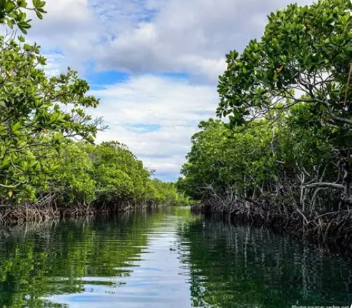 WebPo : L’enjeu de la préservation des mangroves