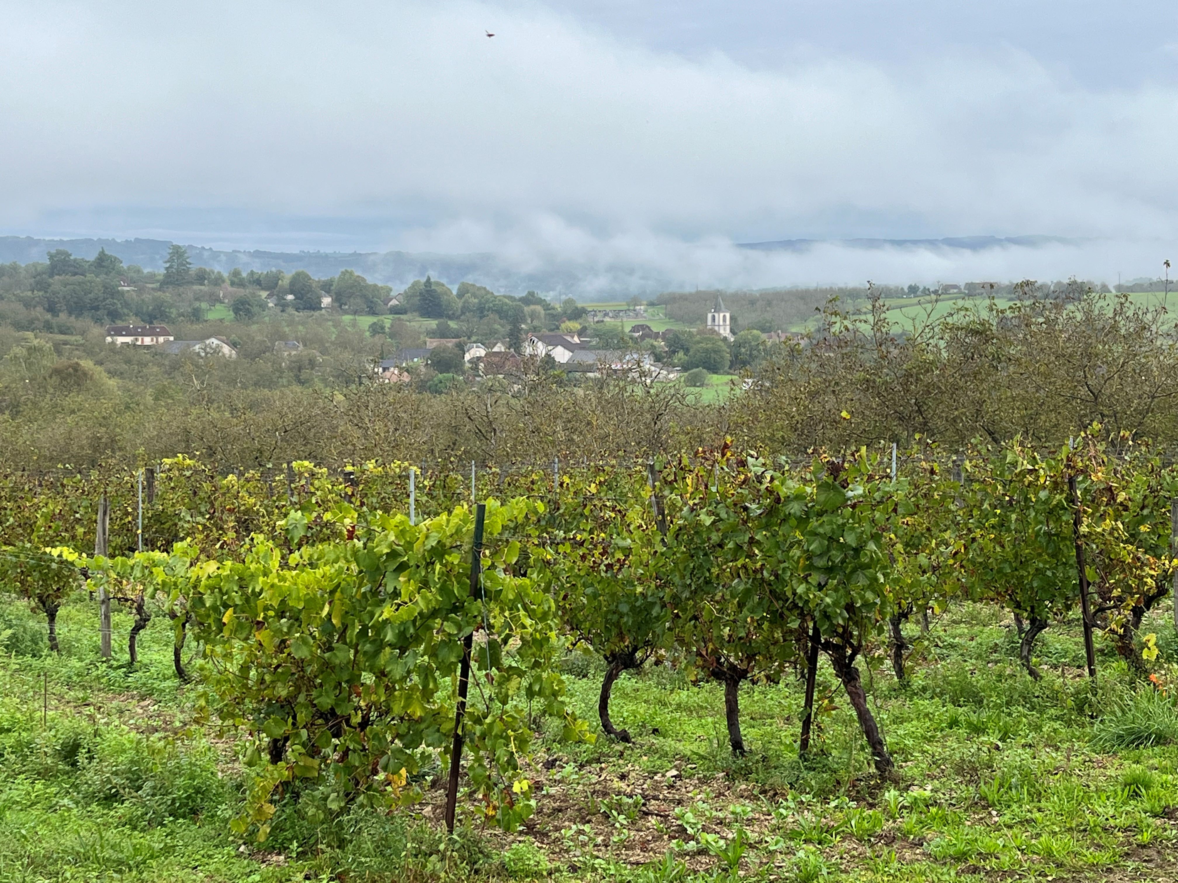 AGRICULTURE 2 - Y aura-t-il du vin rouge à Branceilles ? episode artwork