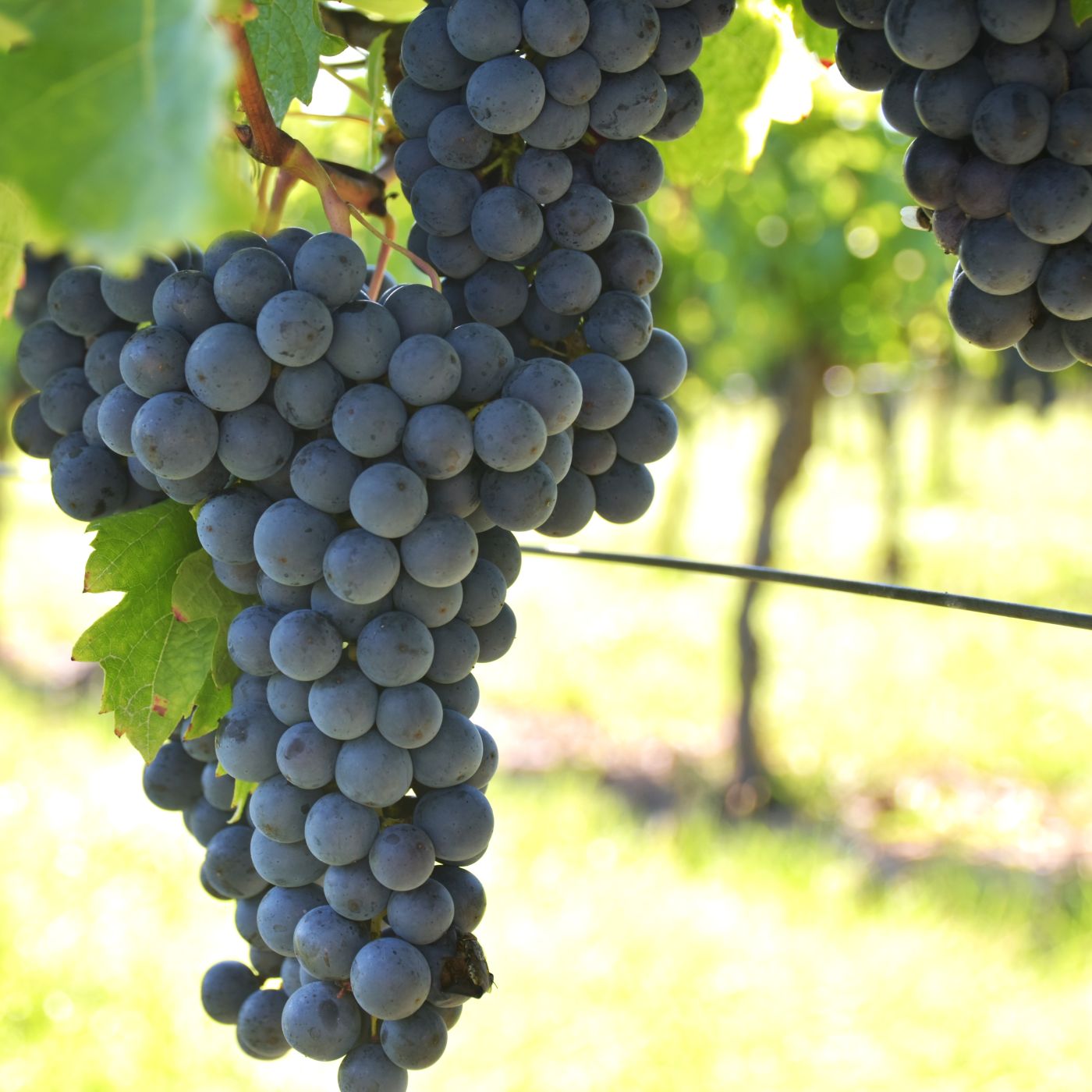 La vigne, de son expansion jusqu’à sa disparition – Episode 2