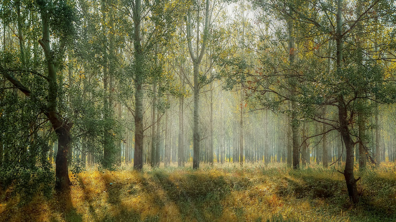 Fictions de la forêt #7 episode artwork